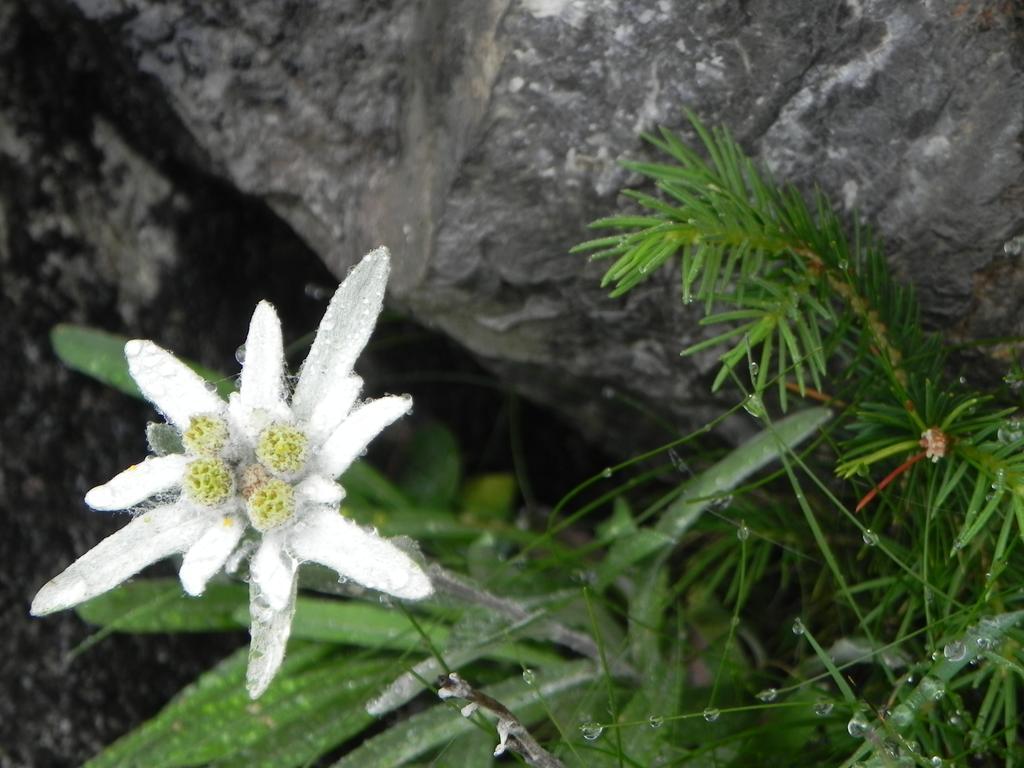 Pension Edelweiss Damuels Dış mekan fotoğraf